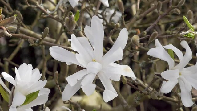Magnolia stellata in flower