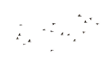 Flocks of flying pigeons isolated on white background. Clipping path.