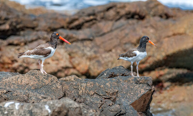 Adult and immature American Oystercatchers (Haematopus palliatus) by the bay, Montevideo, Uruguay