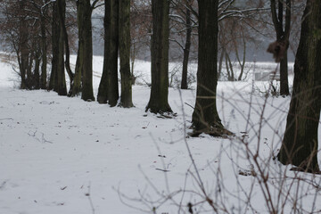 snow in the winter park