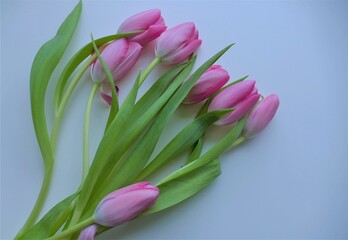      pink tulip with waterdrops  on the bright background