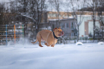 American Pit Bull Terrier running in the snow in the park in winter.