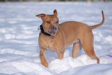 American Pit Bull Terrier running in the snow in the park in winter.