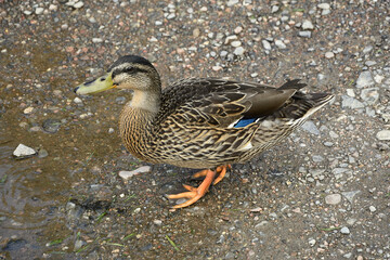 duck near the river