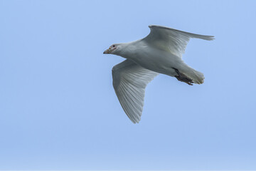 Snowy Sheathbill (Chionis alba) in South Atlantic Ocean, Southern Ocean, Antarctica