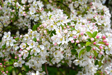 Flowers and buds of the apple tree decorative (Malus P. Mill.). Background