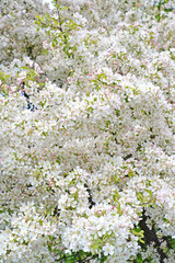 Abundant apple flowering decorative (Malus P. Mill.). Background