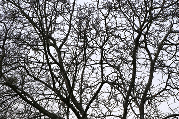 Background: Close-up of the beautiful netting of tree branches in winter after autumn foliage