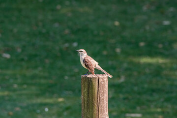 Chalk-browed Mockingbird (Mimus saturninus) in park, Buenos Aires, Argentina