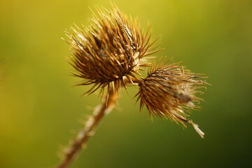 Two dry sharp thorns closeup in green blurred bokeh. Macro image.