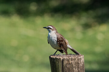 Chalk-browed Mockingbird (Mimus saturninus) in park, Buenos Aires, Argentina