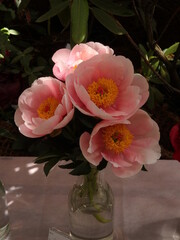 pink peonies in a vase