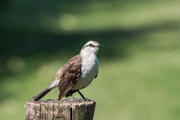 Chalk-browed Mockingbird (Mimus saturninus) in park, Buenos Aires, Argentina