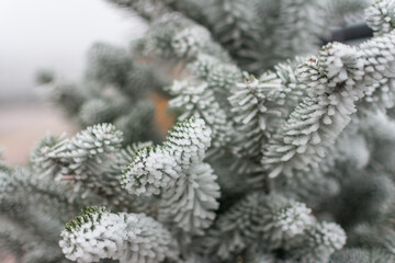 Winter landscape. Blue pine tree branches under winter snowfall, closeup of winter forest nature, free space for text, vintage tones applied