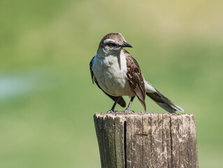 Chalk-browed Mockingbird (Mimus saturninus) in park, Buenos Aires, Argentina