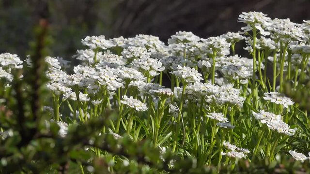 Candytuft in flower