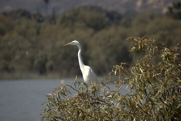 Stork on tree