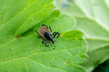 a tick on a green leaf. The tick is a very dangerous parasitic animal