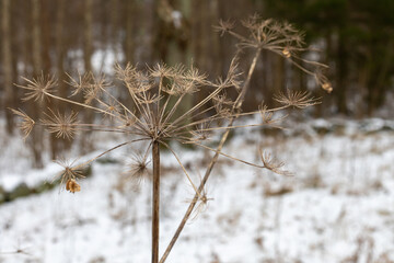 Close up of dry reeds with a blurry winter background