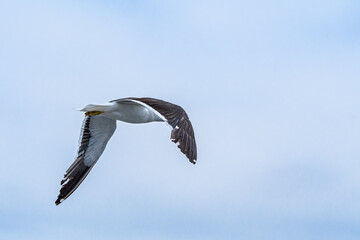 Kelp Gull (Larus dominicanus) by the bay, Montevideo, Uruguay