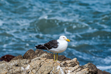 Kelp Gull (Larus dominicanus) by the bay, Montevideo, Uruguay