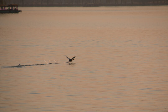 pato aterrizando en lago