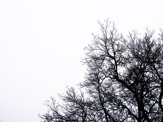 Branching of the branches of a deciduous tree on a white background forming a tetric network