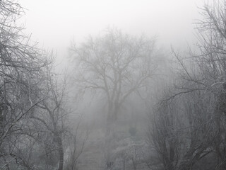 A large tree in a forest clearing surrounded by fog and with a frozen vein all around