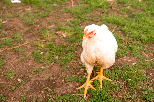 Breeding broiler chickens in rural conditions in the village in the yard.