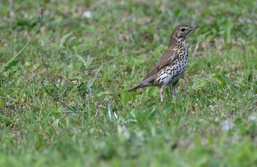 thrush running across the lawn for worms         