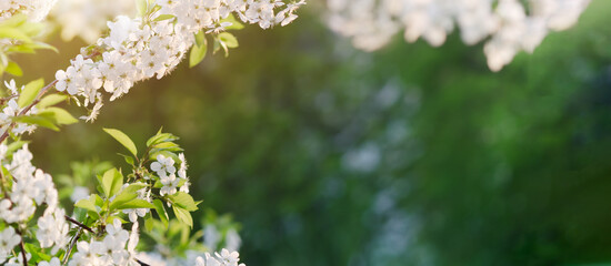 Spring background with branches of blossoming cherries