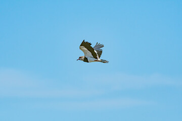 Southern Lapwing (Vanellus chilensis) in River Plate coast, Montevideo, Uruguay