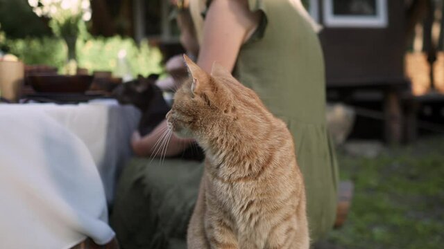 Ginger cat kurilian bobtail sitting on a bench near the table