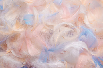 Fototapety  Colorful feather background, top view.