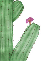 Part of a cactus on a white background. The bright pink flower on the cactus. Watercolor illustration.