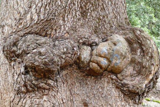 Close-up of interesting formations, e.g. a lion's head on the bark of a huge old cedar tree trunk in the Cedar Forest in the Middle Atlas near Ifrane and Azrou; Morocco, Africa
