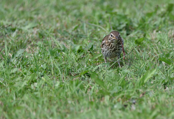 thrush running across the lawn for worms         