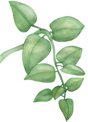 Branch of a green houseplant with small leaves on a white background. Watercolor illustration.