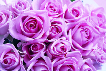Background of beautiful lilac roses