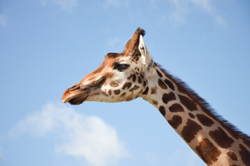 Giraffe