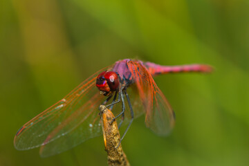 Macroaufnahme einer Feuerlibelle