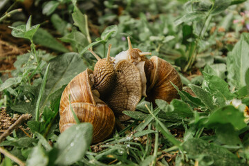 A pair of snails in the garden. Spring animal love. Snail with brown striped shell close-up gliding on green leaves. Breeding animals. Slow speed animals in the nature