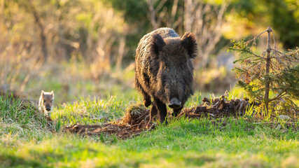 Wild boar, sus scrofa, family mother and striped piglet approaching on glade in sunlight. Little mammals feeding on green vibrant pasture from front view.