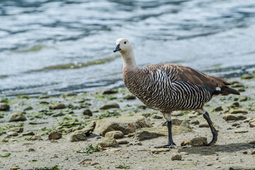 Male of Upland Goose (Chloephaga picta) in Ushuaia area, Land of Fire (Tierra del Fuego), Argentina