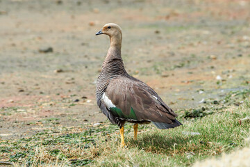 Female of Upland Goose (Chloephaga picta) in Ushuaia area, Land of Fire (Tierra del Fuego), Argentina