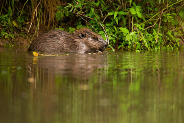 Eurasian beaver, castor fiber, feeding with twig in water on riverbank. Wild animal gnawing on branch inside river from low angle perspective with copy space.