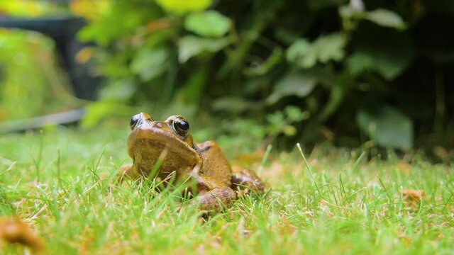 Common Frog close up 4k. Close up of a common frog croaking in a green, grassy garden in England.