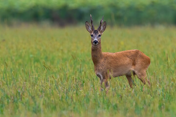 Roe deer, capreolus capreolus, watching on pasture in summer with copy space. Buck standing on agriculturual field from side view. Animal with antlers looking on meadow.