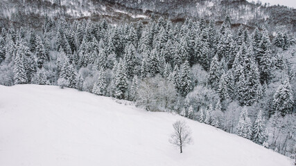 Snowed Forest Aerial View - Drone view of the Snowed Trees