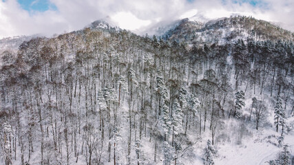 Fototapeta na wymiar Snowed Forest Aerial View - Drone view of the Snowed Trees